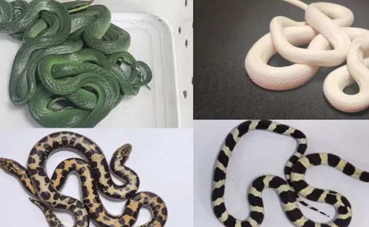 snakes.jpg