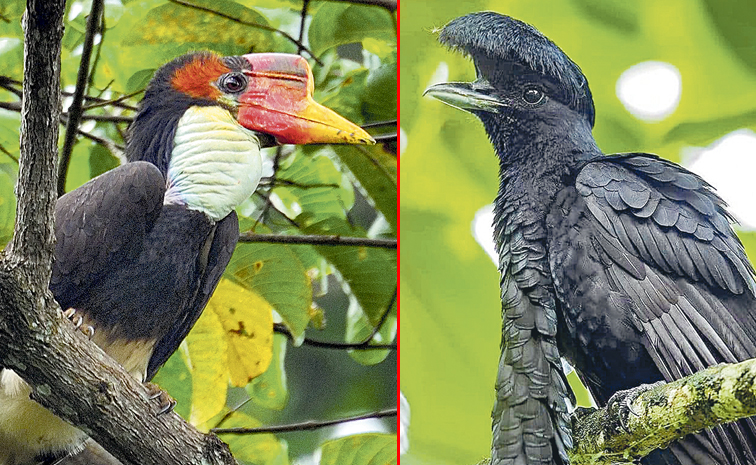 HORNBILL.jpg