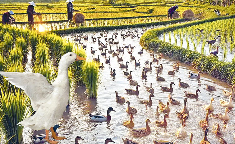 ducks.jpg