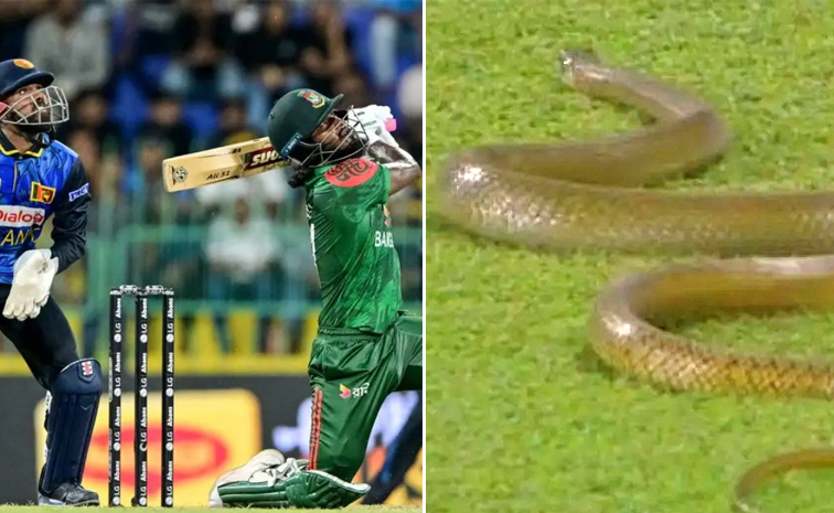 Snake-Makes-Appearance.jpg