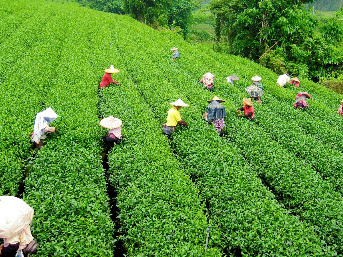 darjeeling4.jpg 5