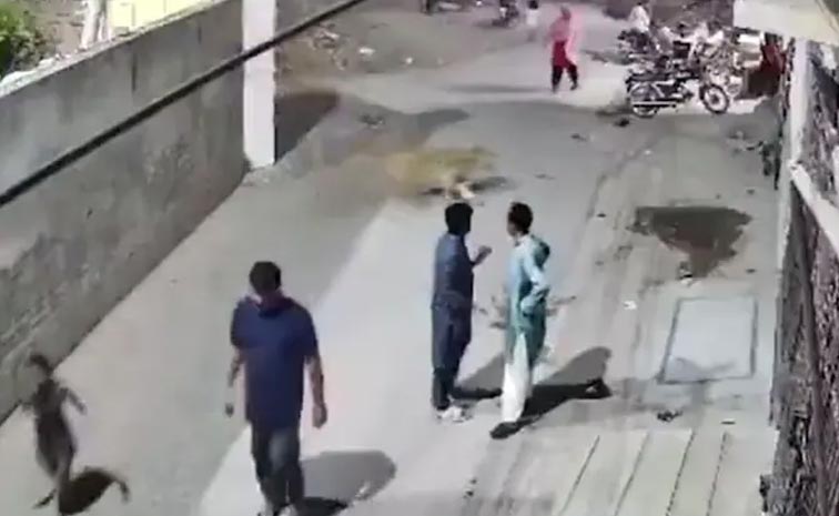 Lion_Pakistan.jpg