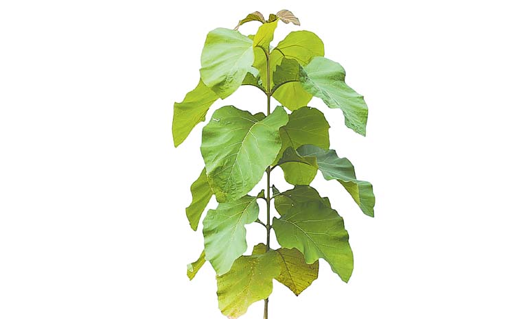 teak.jpg