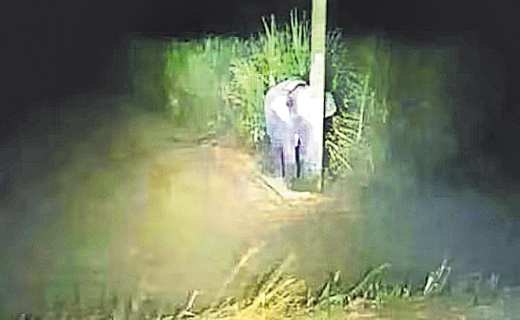 BABY-ELEPHANT.jpg