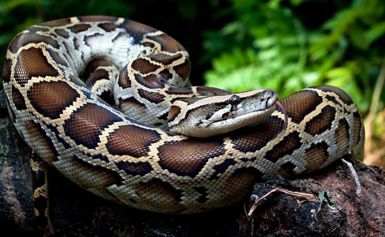 snake-main.jpg