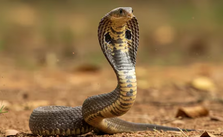 snake.jpg
