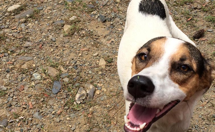 Dog_Village_Himachal_Latest.jpg