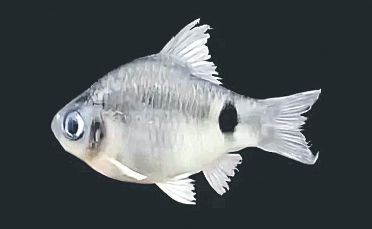 FISH-2.jpg