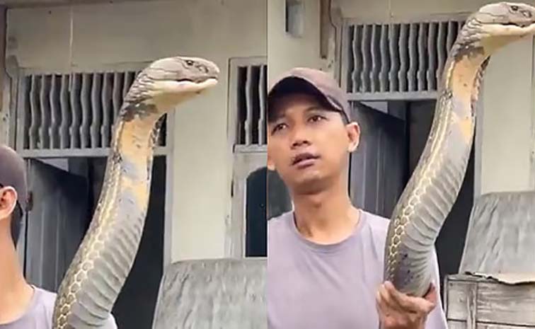 cobra.jpg