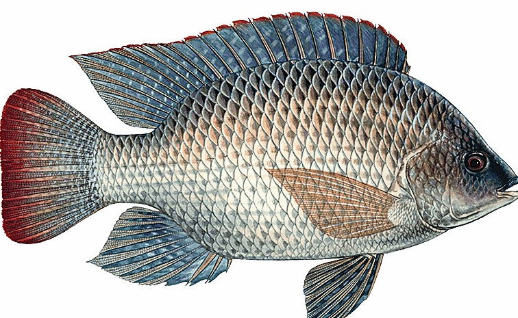fish-sgubadi.jpg