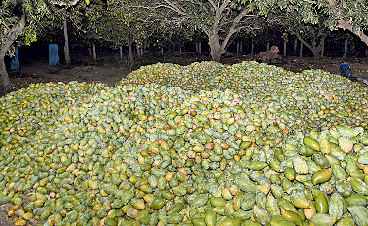 mango.jpg