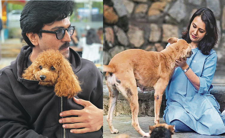 petdogs-celebreties.jpg