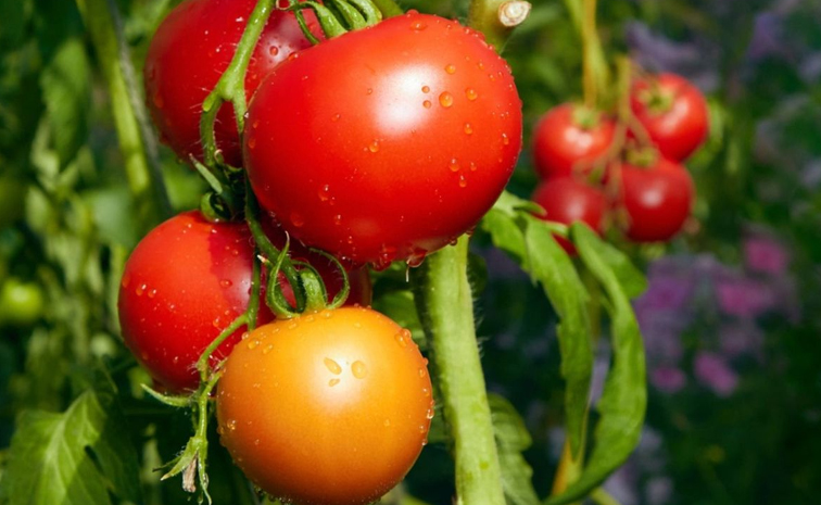 tomato.jpg