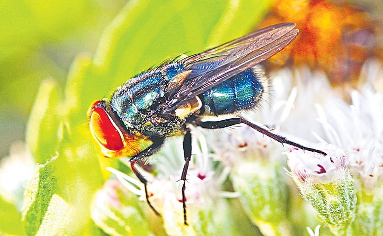 SCREWWORM-FLY.jpg