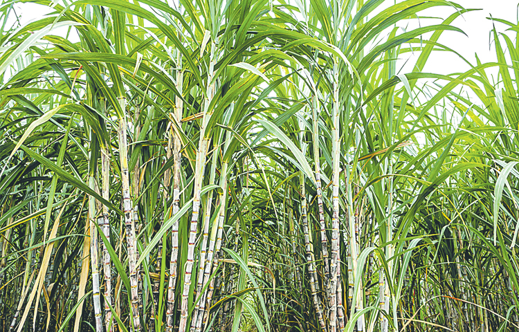 sugarcane.jpg