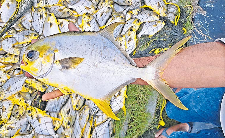 POMPANO-NFDB-4R.jpg