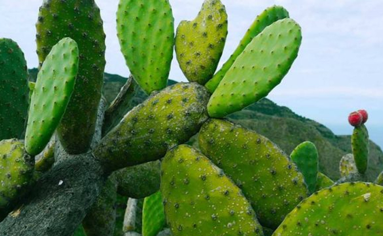 cactusplastic.jpg