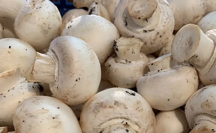 mushrooms.jpg