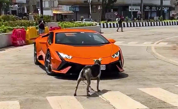 dog-viralvideo.jpg