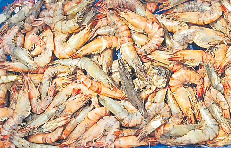 prawns.jpg