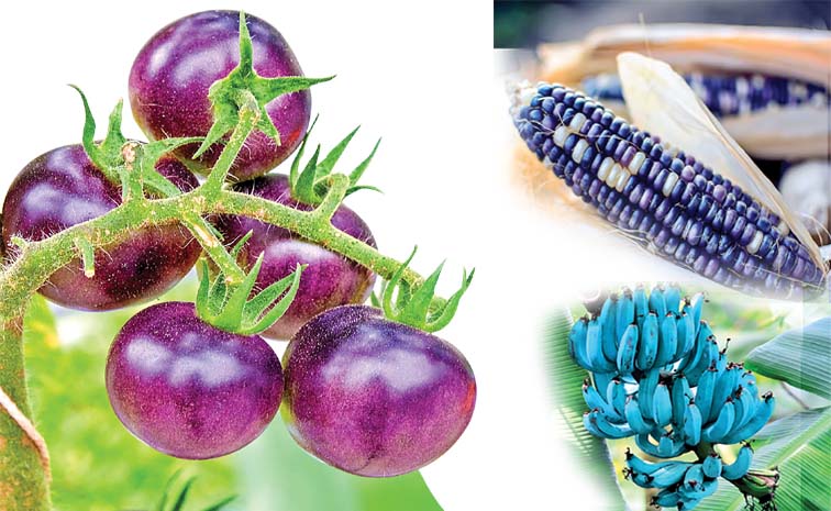 Fruits.jpg