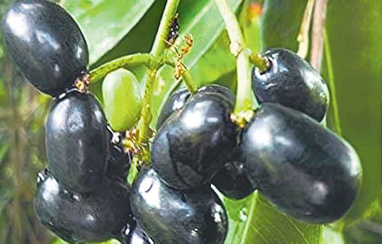 jamun.jpg