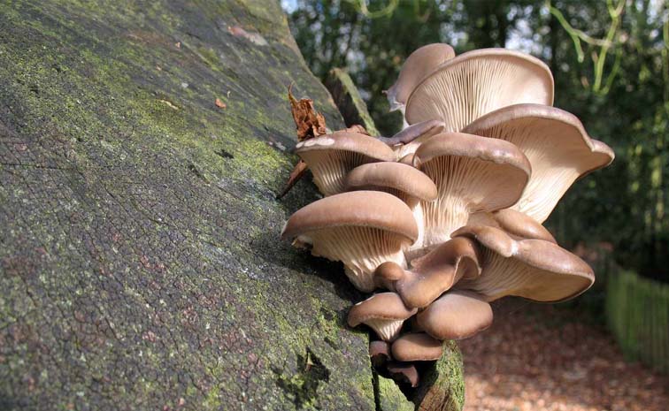 mushroom.jpg