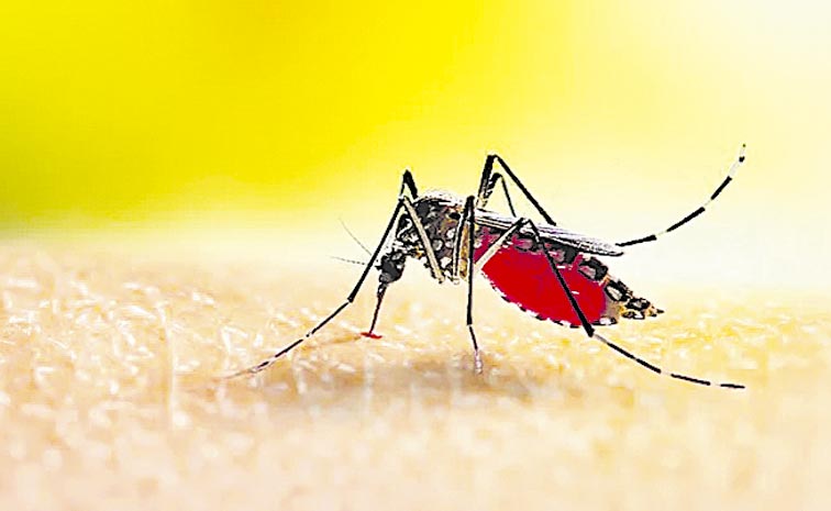 MALARIA.jpg