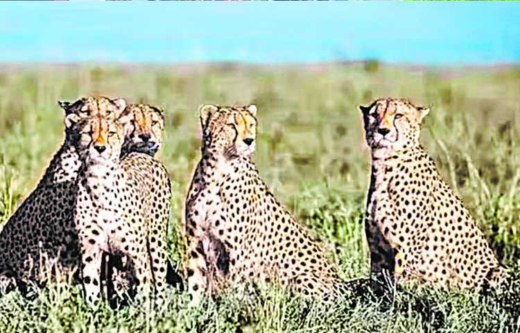 cheeta.jpg