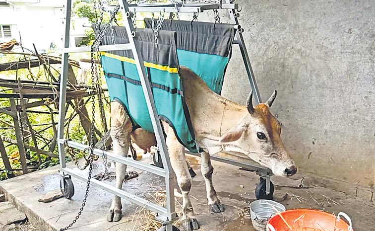 COW-copy.jpg