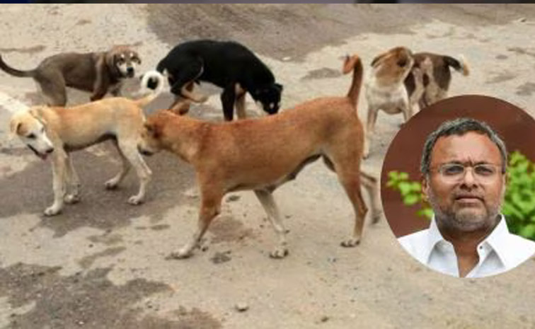 dogs-main.jpg