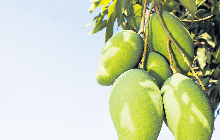 mango.jpg