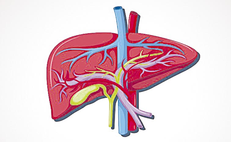 LIVER.jpg