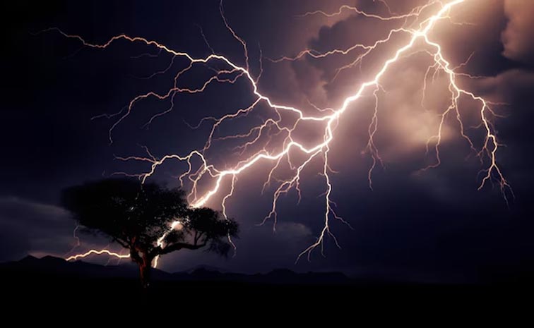 TREE-FIRE.jpg