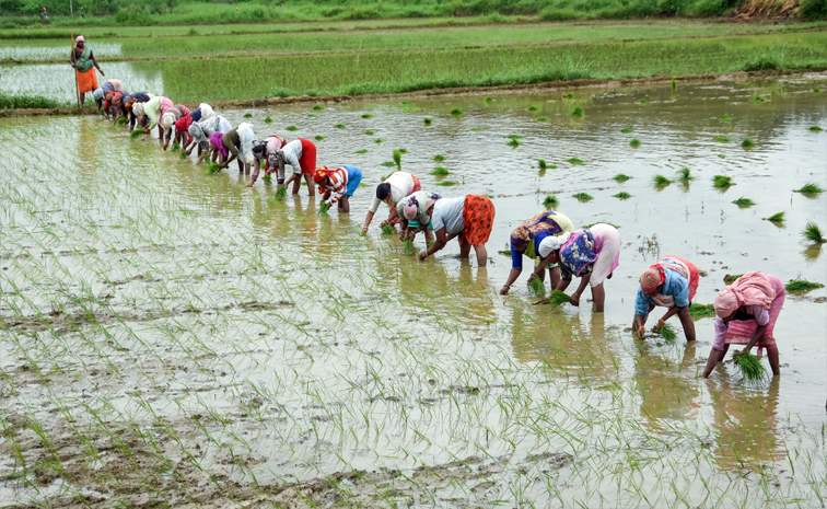 agri01.jpg
