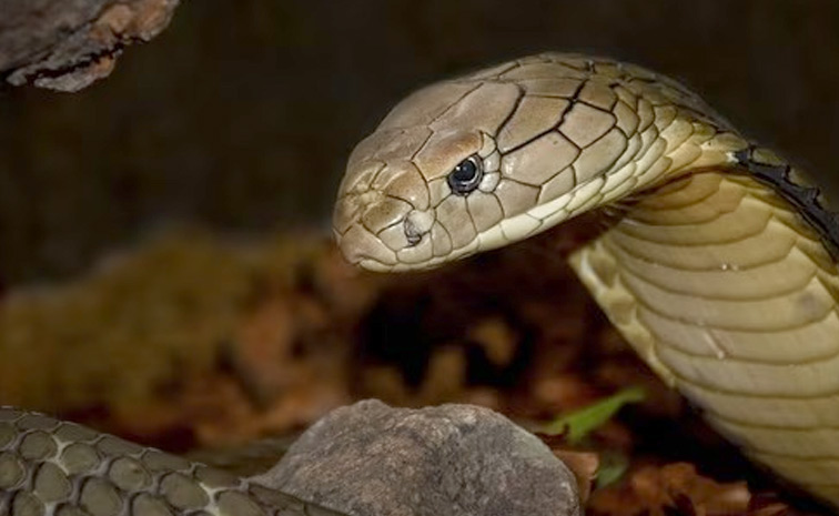 snake1.jpg