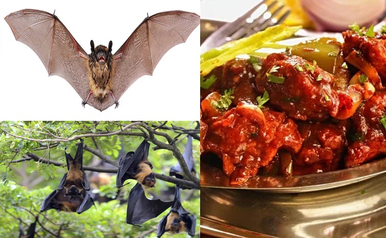 bats.jpg