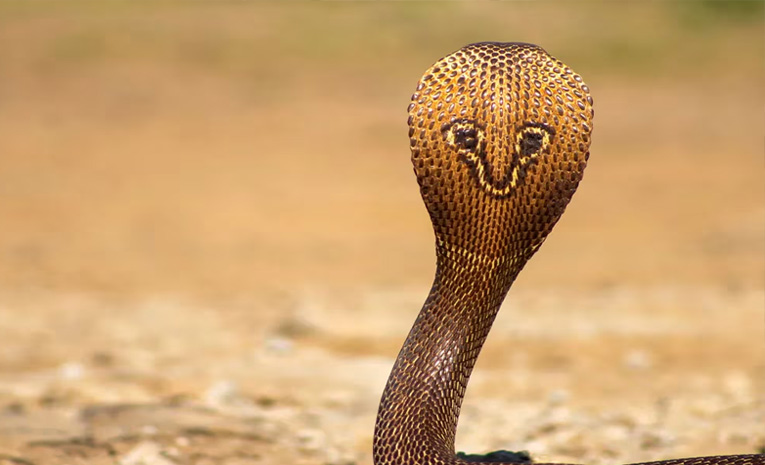 cobra.jpg