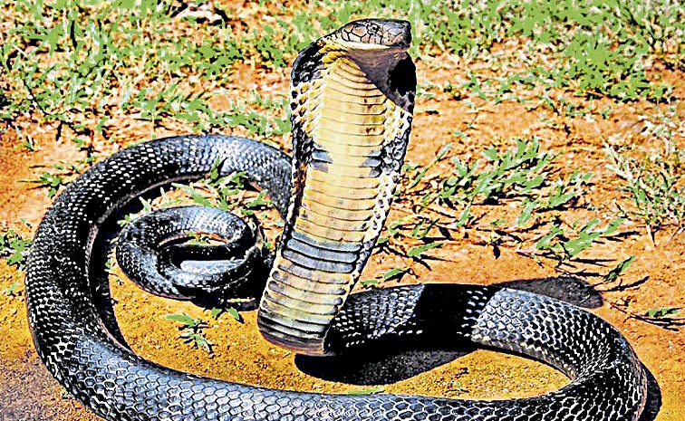 king-cobra.jpg