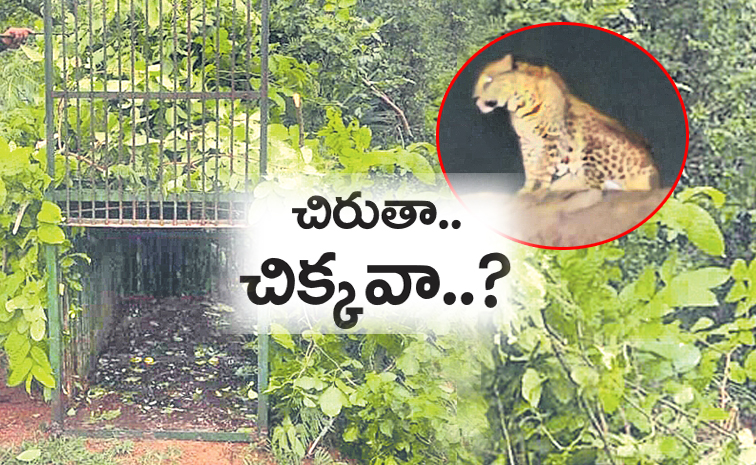 Leopard-Hyderabad.jpg
