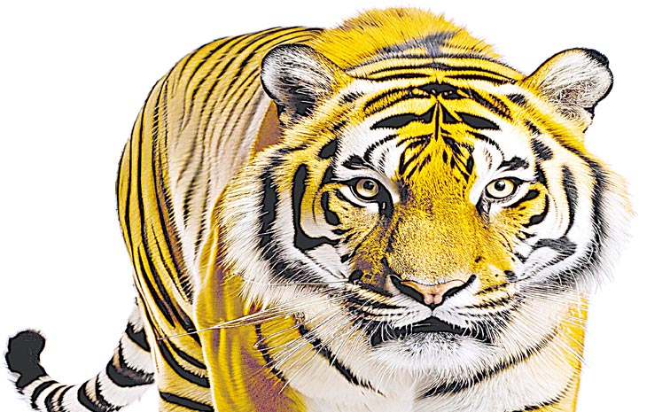 TIGER.jpg