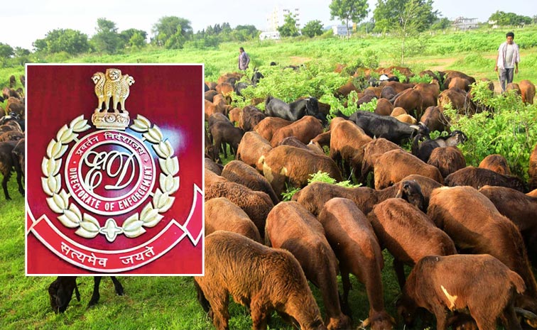 Telangana_ED_Sheep_Scam.jpg