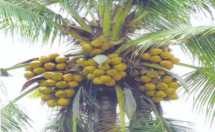 coco.jpg