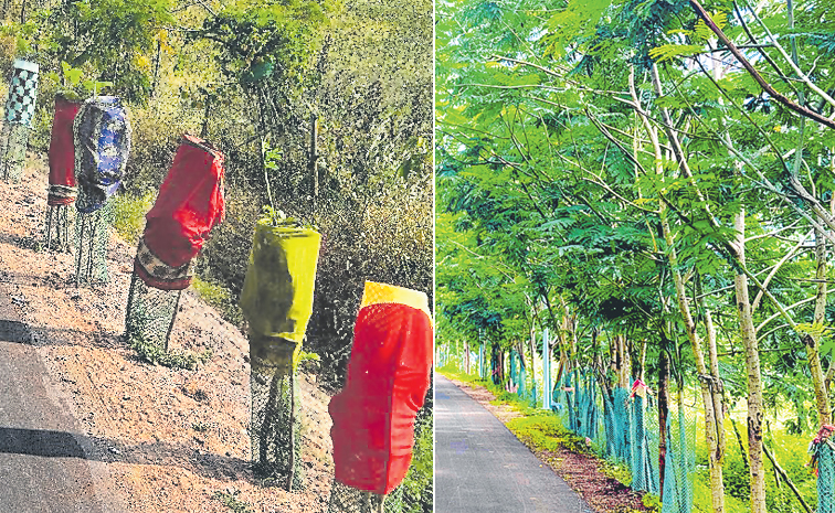Adilabad-Trees.jpg