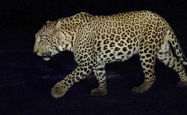 Leopard_News.jpg