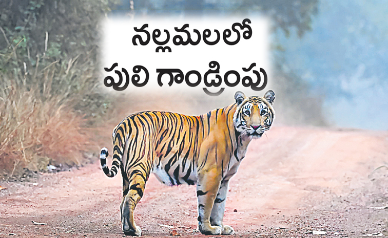 Nallamala-Tiger.jpg