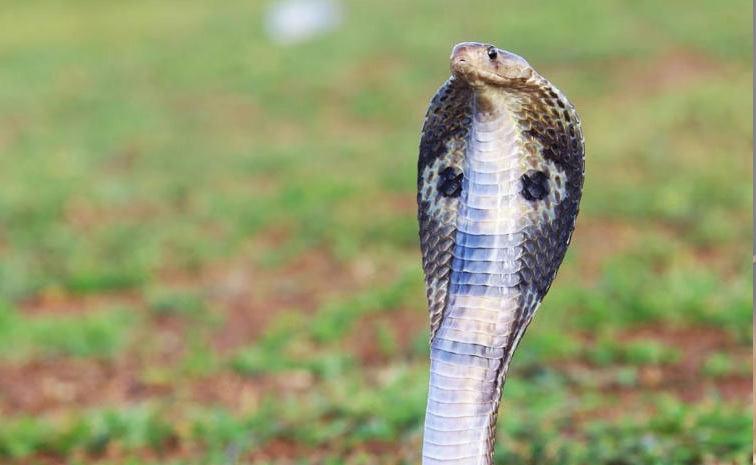 snake1.jpg