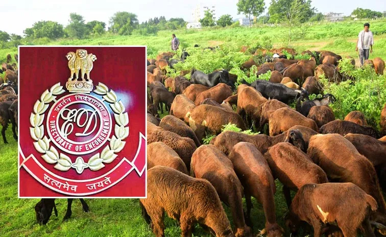telangana_sheep_scam.jpg