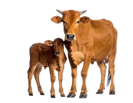 cow.jpg