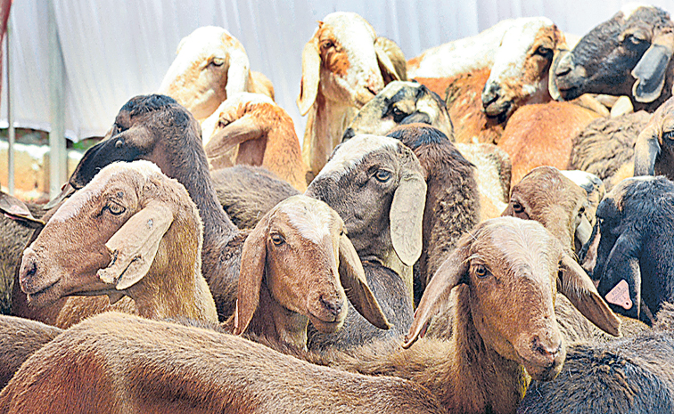 sheeps.jpg